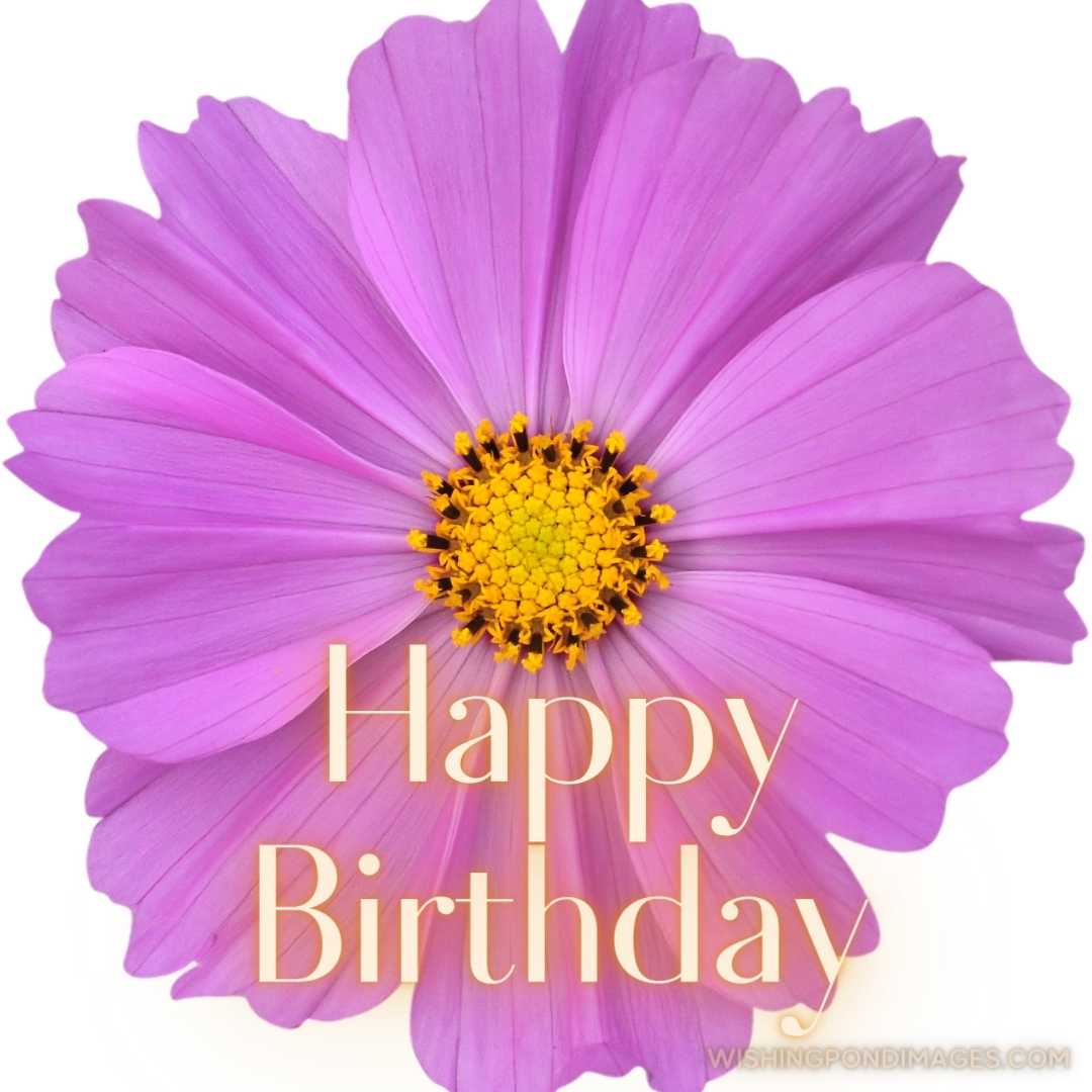 Close-up image of Cosmos Flower Seeds on white background. Happy Birthday Purple Flower Images